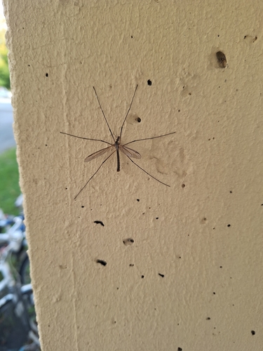 Tipula subcunctans