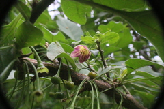 Vassobia breviflora