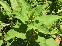Urtica massaica