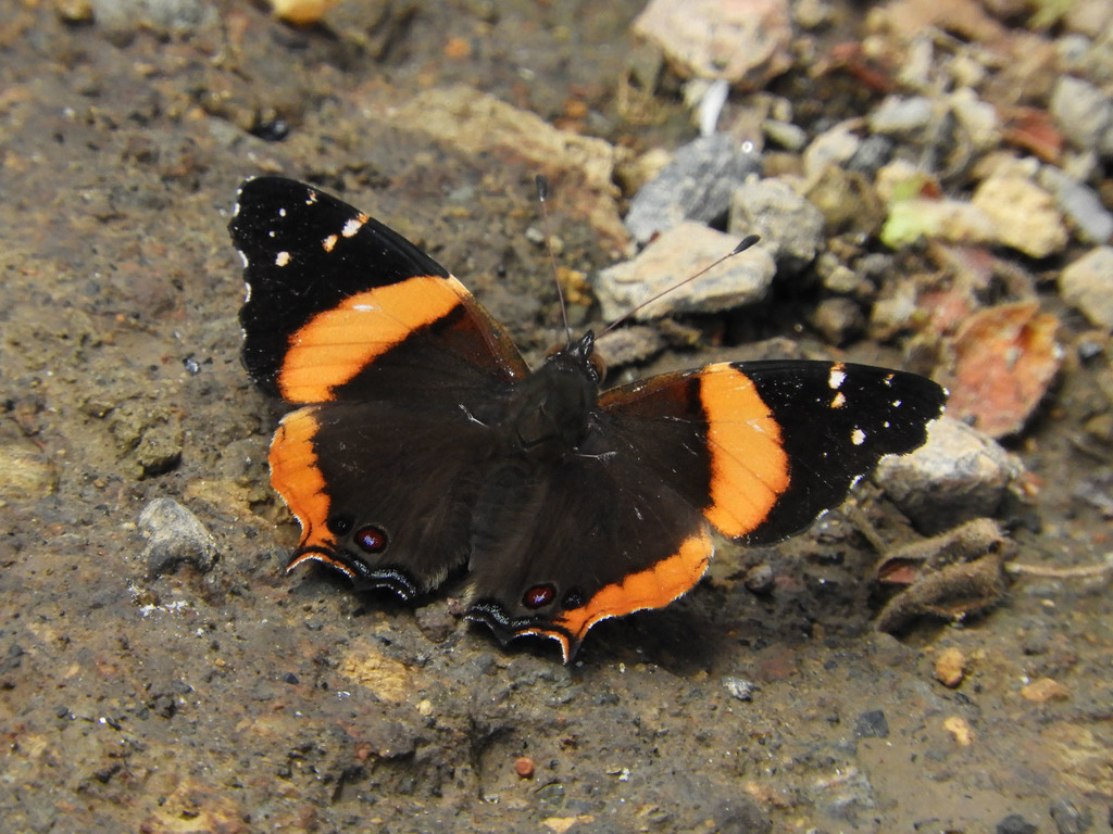 Northern Short-tailed Admiral