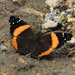 Northern Short-tailed Admiral - Photo (c) Mike Plagens, some rights reserved (CC BY-NC), uploaded by Mike Plagens
