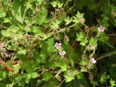 Geranium aculeolatum