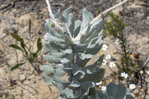 common verreauxia (Goodenia reinwardtii)