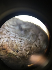 Scleroderma texense