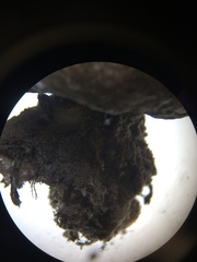 Scleroderma texense