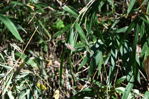 Neptis sappho intermedia