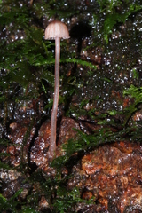 Mycena nebula