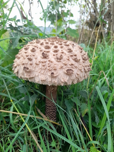 Gemeiner Riesenschirmling