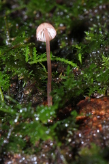 Mycena nebula
