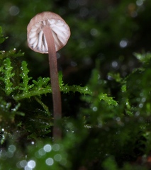 Mycena nebula