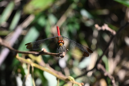 Sympetrum risi risi