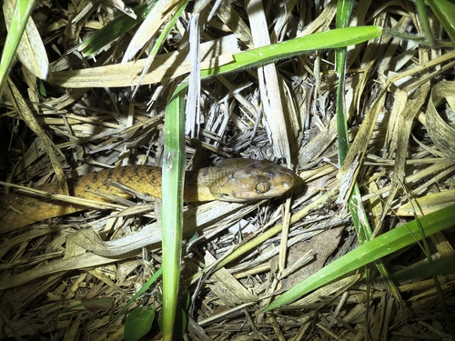 Brown Tree Snake sighting