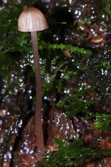Mycena nebula