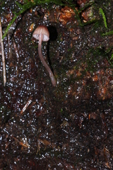 Mycena nebula