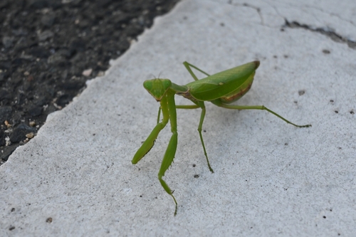 Hierodula patellifera patellifera
