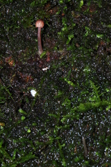 Mycena nebula