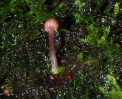Mycena nebula