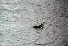 Histrionicus histrionicus