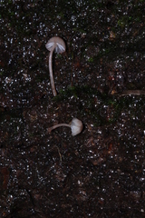 Mycena nebula
