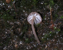 Mycena nebula