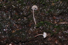 Mycena nebula