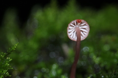 Mycena nebula