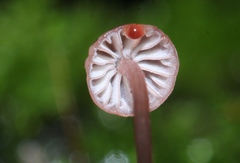 Mycena nebula