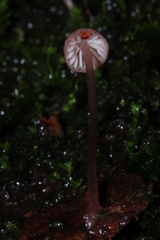 Mycena nebula
