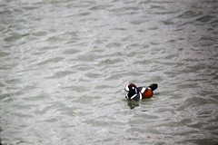 Histrionicus histrionicus