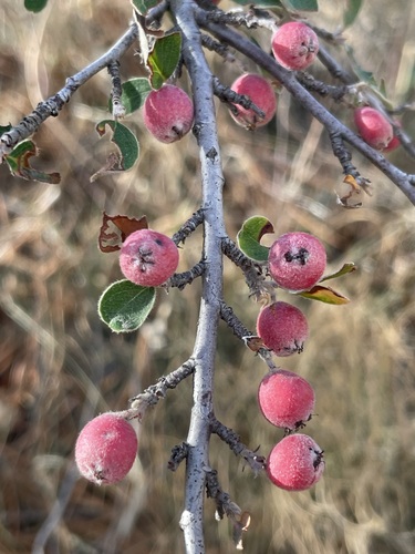 Cotoneaster nummularius
