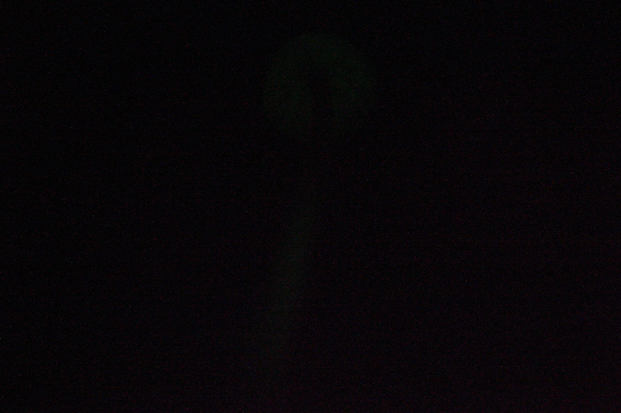 Mycena singeri image