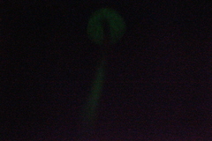 Mycena nebula