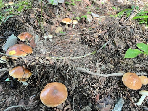Suillus granulatus