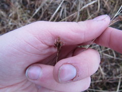 Rhynchospora capitellata