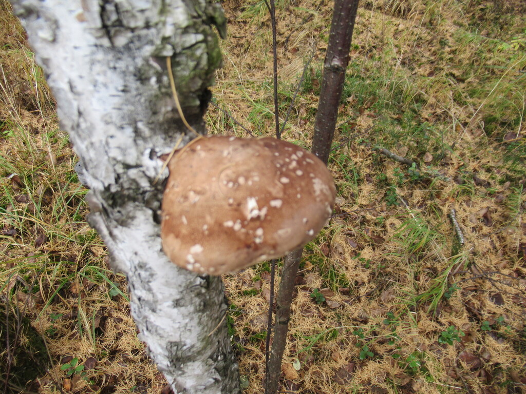 Fomitopsis betulina · September 2025 · photo: © smsergey (iNaturalist, cc-by-nc)