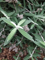 Buddleja salviifolia