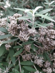 Buddleja salviifolia