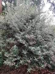 Buddleja salviifolia