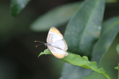Mestra