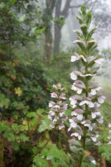 Acanthus mollis
