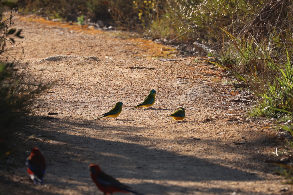 Turquoise Parrot