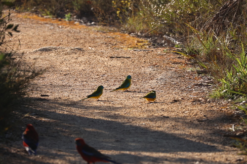 Turquoise Parrot