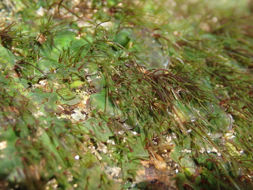 Hydrobryum japonicum iNat (1)