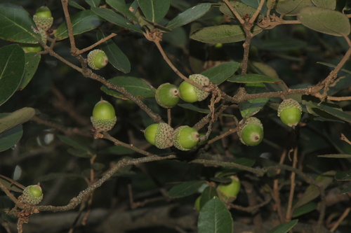 Quercus phillyreoides, photographed by an iNaturalist contributor