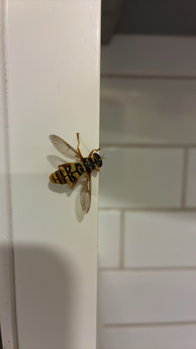 Unknown species found near E Winthrope Rd, Kansas City, MO, US
