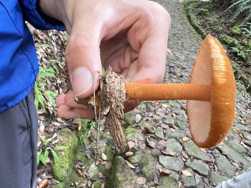 Amanita rufoferruginea