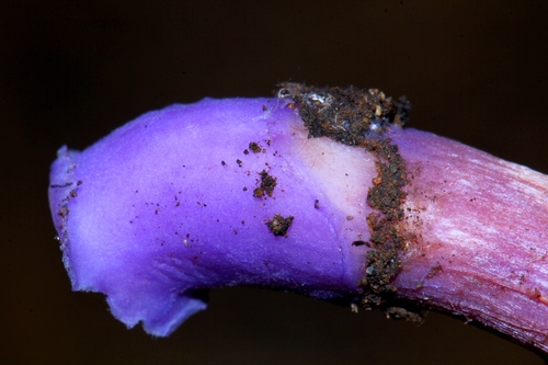 Bicoloured Deceiver