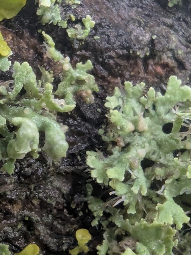 Helm-Schwielenflechte