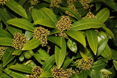 Skimmia