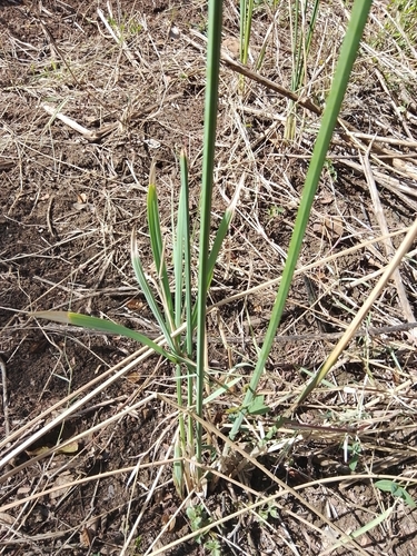 Cyperus sexangularis
